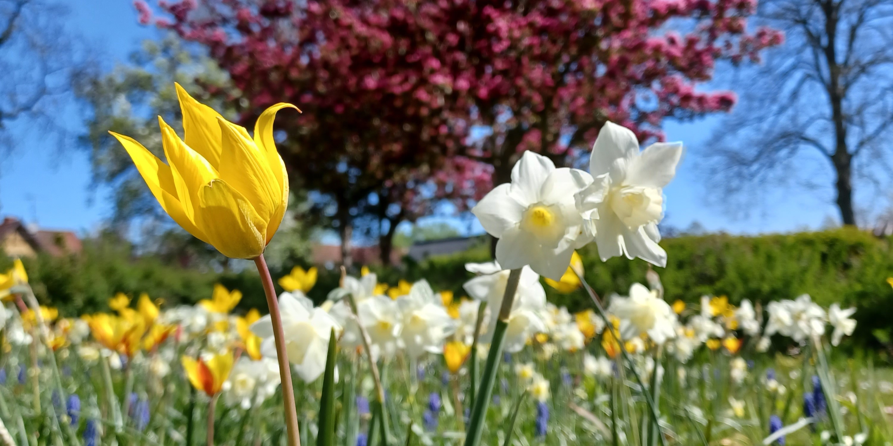 Billede af blomsterløg lagt i 2022