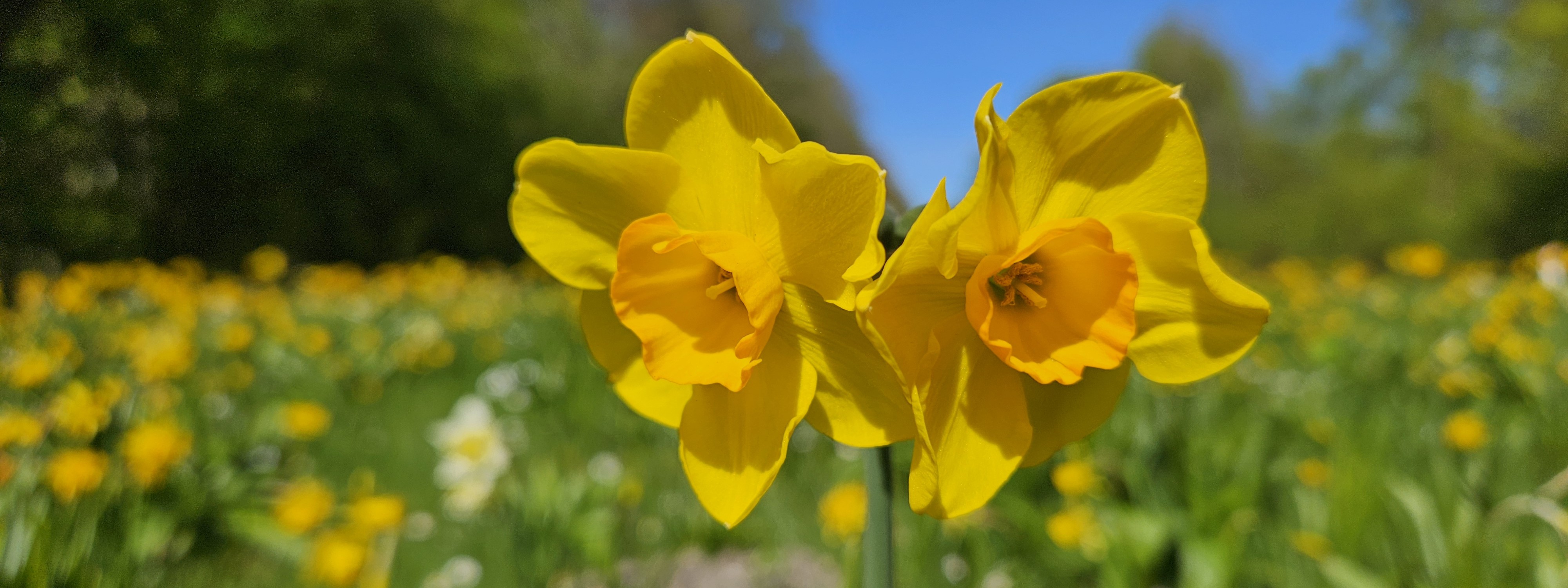 Bilede af blomster byen 2024