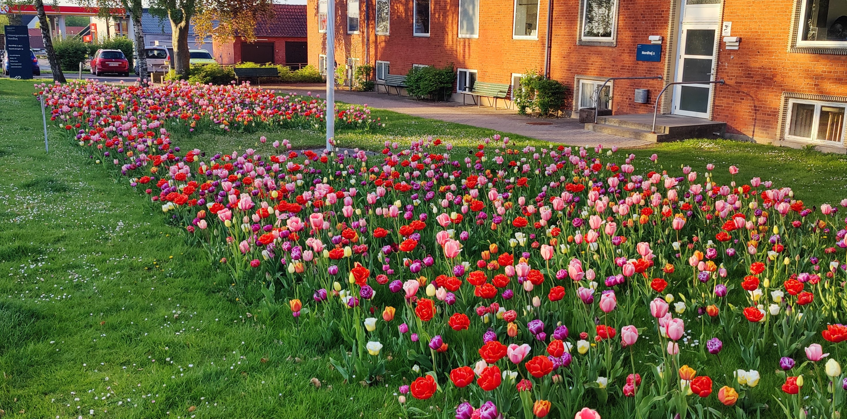 Billede af blomsterløg lagt i 2023