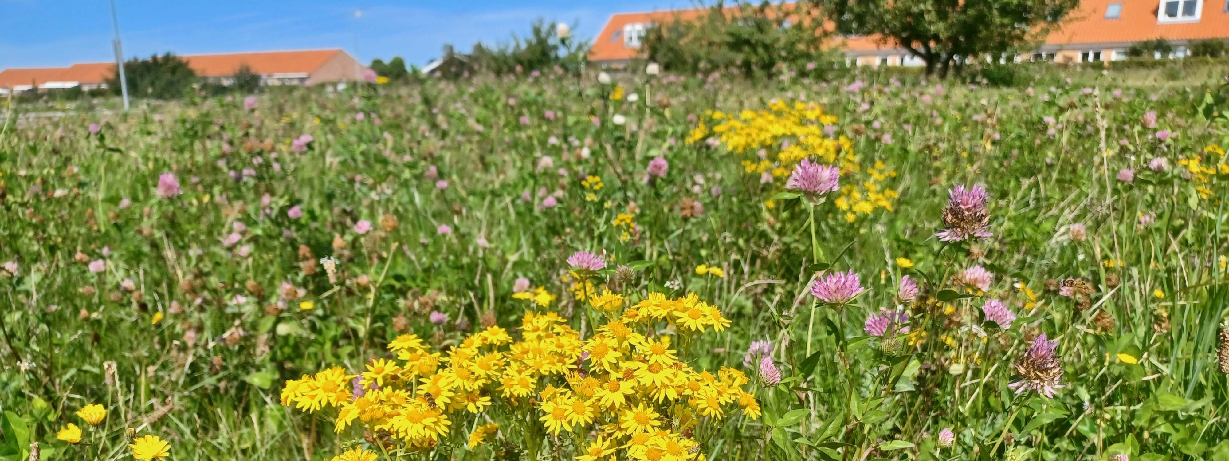 Billede af blomstergræs