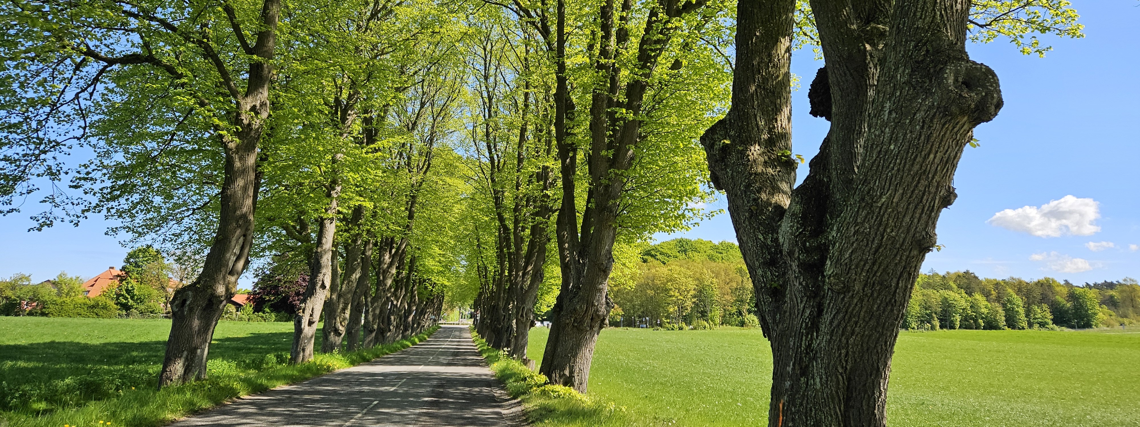 Svanholm alle, forår 2025.jpg