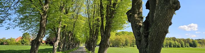 Svanholm alle, forår 2025.jpg